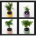 https://es.newtechstore.eu/wp-content/uploads/2024/10/Ivy-Smart-Plant_Yellow-purple-pink-and-green.webp